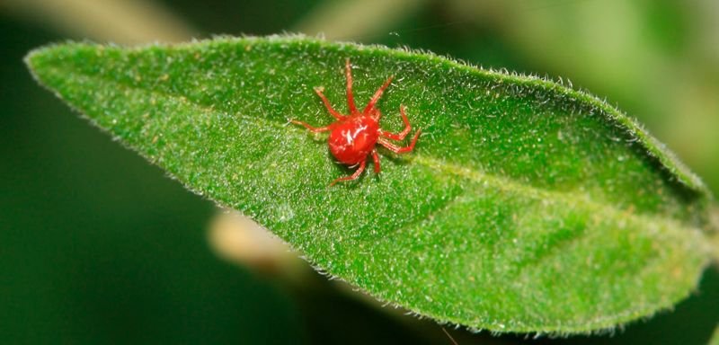 Araña Roja